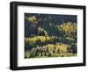 Aspen Trees, Endovalley, Rocky Mountain National Park, Colorado, USA-Rolf Nussbaumer-Framed Photographic Print