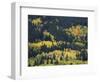 Aspen Trees, Endovalley, Rocky Mountain National Park, Colorado, USA-Rolf Nussbaumer-Framed Photographic Print