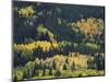 Aspen Trees, Endovalley, Rocky Mountain National Park, Colorado, USA-Rolf Nussbaumer-Mounted Photographic Print