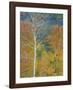 Aspen Trees Gothic Valley-Don Paulson-Framed Giclee Print