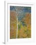 Aspen Trees Gothic Valley-Don Paulson-Framed Giclee Print