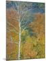 Aspen Trees Gothic Valley-Don Paulson-Mounted Giclee Print