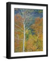 Aspen Trees Gothic Valley-Donald Paulson-Framed Giclee Print