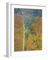 Aspen Trees Gothic Valley-Donald Paulson-Framed Giclee Print