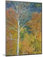 Aspen Trees Gothic Valley-Donald Paulson-Mounted Giclee Print