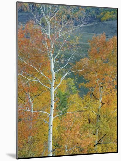 Aspen Trees Gothic Valley-Donald Paulson-Mounted Giclee Print