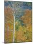 Aspen Trees Gothic Valley-Donald Paulson-Mounted Giclee Print