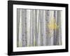 Aspen Trees I-Don Paulson-Framed Giclee Print