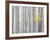 Aspen Trees I-Don Paulson-Framed Giclee Print