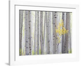 Aspen Trees I-Don Paulson-Framed Giclee Print