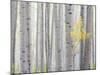 Aspen Trees I-Don Paulson-Mounted Giclee Print