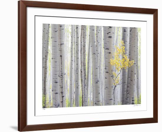 Aspen Trees I-Donald Paulson-Framed Giclee Print