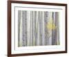 Aspen Trees I-Donald Paulson-Framed Giclee Print