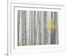 Aspen Trees I-Donald Paulson-Framed Giclee Print