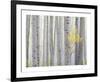 Aspen Trees I-Donald Paulson-Framed Giclee Print