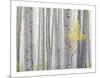 Aspen Trees I-Donald Paulson-Mounted Giclee Print