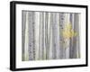 Aspen Trees I-Donald Paulson-Framed Giclee Print