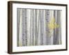 Aspen Trees I-Donald Paulson-Framed Giclee Print