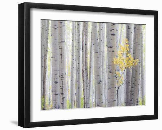 Aspen Trees I-Donald Paulson-Framed Giclee Print