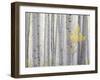 Aspen Trees I-Donald Paulson-Framed Giclee Print