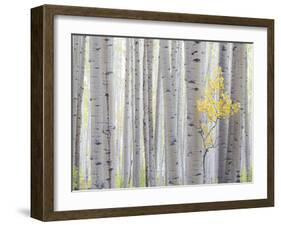 Aspen Trees I-Donald Paulson-Framed Giclee Print