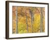 Aspen Trees III-Donald Paulson-Framed Giclee Print