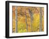 Aspen Trees III-Donald Paulson-Framed Giclee Print