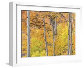 Aspen Trees III-Donald Paulson-Framed Giclee Print