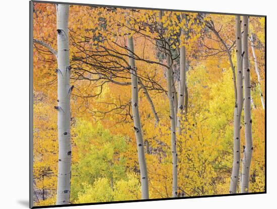 Aspen Trees III-Donald Paulson-Mounted Giclee Print