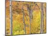 Aspen Trees III-Donald Paulson-Mounted Giclee Print