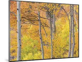 Aspen Trees III-Donald Paulson-Mounted Giclee Print