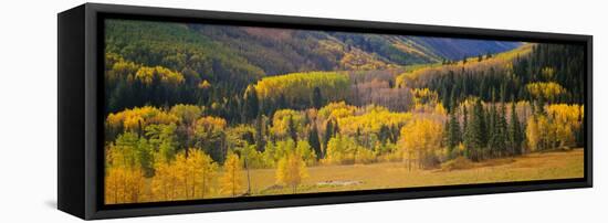 Aspen Trees in a Field, Telluride, San Miguel County, Colorado, USA-null-Framed Stretched Canvas
