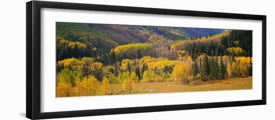 Aspen Trees in a Field, Telluride, San Miguel County, Colorado, USA-null-Framed Photographic Print