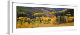 Aspen Trees in a Field, Telluride, San Miguel County, Colorado, USA-null-Framed Photographic Print