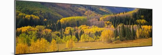 Aspen Trees in a Field, Telluride, San Miguel County, Colorado, USA-null-Mounted Photographic Print