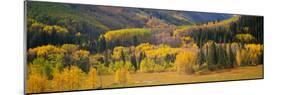 Aspen Trees in a Field, Telluride, San Miguel County, Colorado, USA-null-Mounted Photographic Print