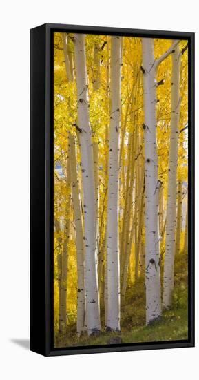 Aspen Trees in a Forest, Boulder Mountain, Utah, Usa-null-Framed Stretched Canvas