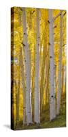 Aspen Trees in a Forest, Boulder Mountain, Utah, Usa-null-Stretched Canvas