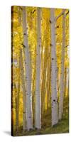 Aspen Trees in a Forest, Boulder Mountain, Utah, Usa-null-Stretched Canvas