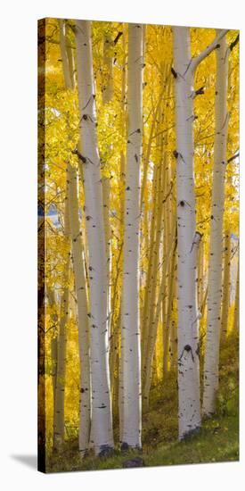 Aspen Trees in a Forest, Boulder Mountain, Utah, Usa-null-Stretched Canvas