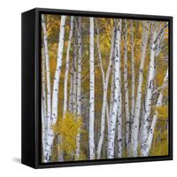 Aspen Trees in a Forest, Boulder Mountain, Utah, Usa-null-Framed Stretched Canvas