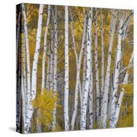 Aspen Trees in a Forest, Boulder Mountain, Utah, Usa-null-Stretched Canvas