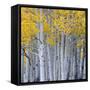 Aspen Trees in a Forest, Boulder Mountain, Utah, Usa-null-Framed Stretched Canvas