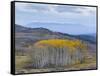 Aspen Trees in a Forest, Boulder Mountain, Utah, Usa-null-Framed Stretched Canvas