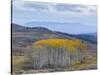 Aspen Trees in a Forest, Boulder Mountain, Utah, Usa-null-Stretched Canvas