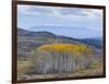 Aspen Trees in a Forest, Boulder Mountain, Utah, Usa-null-Framed Photographic Print