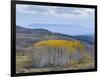 Aspen Trees in a Forest, Boulder Mountain, Utah, Usa-null-Framed Photographic Print