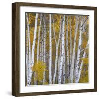 Aspen Trees in a Forest, Boulder Mountain, Utah, Usa-null-Framed Photographic Print