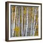 Aspen Trees in a Forest, Boulder Mountain, Utah, Usa-null-Framed Photographic Print