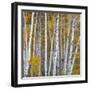 Aspen Trees in a Forest, Boulder Mountain, Utah, Usa-null-Framed Photographic Print